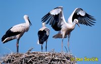 Photo of Ciconia ciconia, Weißstorch, White Stork, čáp bílý