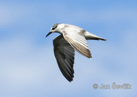 Photo of rybák černozobý Gelochelidon nilotica Gull-billed Tern Lachstern