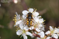 Almindelig sumpsvirreflue (Helophilus pendulus) Foto/billede af