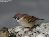 Skovspurv (Passer montanus) Foto/billede af