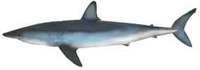 Shortfin Mako - Isurus oxyrinchus