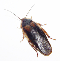 Blaptica dubia - Guyana Orange Spotted Roach