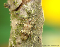 Exocentrus adspersus