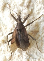 Himacerus apterus