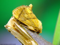 Apoda limacodes - The Festoon