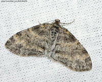 Lobophora halterata - Seraphim