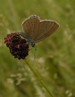 Maculinea telejus - Scarce Large Blue