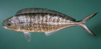 Image of Coryphaena equiselis, Pompano dolphinfish, Pompano-dorade, Dolado, Anfalus, Lamadang ba...
