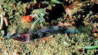 Image of Buenia jeffreysii, Jeffrey