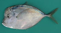 Selene dorsalis, African moonfish: fisheries