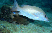 Lutjanus goreensis, Gorean snapper: fisheries