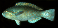 Scarus dimidiatus, Yellowbarred parrotfish: fisheries, aquarium