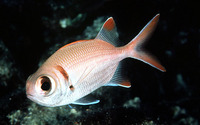 Myripristis kuntee, Shoulderbar soldierfish: fisheries, aquarium