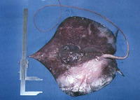 Dasyatis geijskesi, Sharpsnout stingray: fisheries