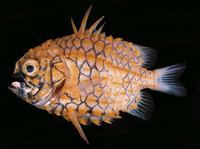 Cleidopus gloriamaris, Pineapplefish: aquarium