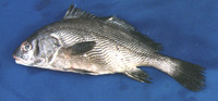 Paranibea semiluctuosa, Half-mourning croaker: fisheries