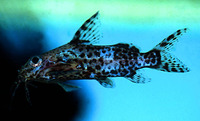 Synodontis nigriventris, Blotched upsidedown catfish: aquarium
