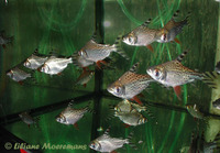 Semaprochilodus taeniurus, Silver prochilodus: fisheries, aquarium
