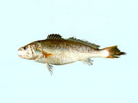 Austronibea oedogenys, Yellowtail croaker: fisheries