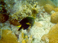 Stegastes pictus, Yellowtip damselfish: aquarium