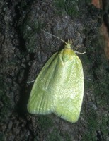 Tortrix viridana - Green Oak Tortrix