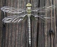 Aeshna cyanea - Southern Hawker Dragonfly