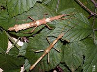 Lamponius guerini