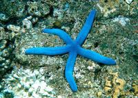 Linckia laevigata - Blue Sea Star