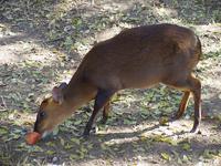 Image of: Muntiacus muntjak (Indian muntjac)