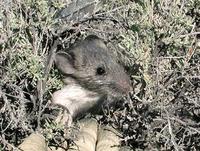 Image of: Neotoma cinerea (bushy-tailed woodrat)