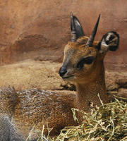 Image of: Oreotragus oreotragus (klipspringer)