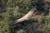 Gyps fulvus - Griffon Vulture