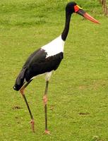 Ephippiorhynchus senegalensis - Saddle-billed Stork