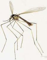 Image of: Tipula paludosa (European crane fly)