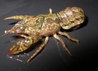 Image of: Orconectes immunis (calico crayfish)