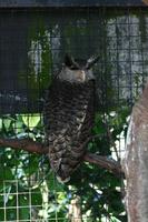 Bubo nipalensis - Spot-bellied Eagle Owl