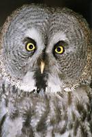 Strix nebulosa - Great Grey Owl