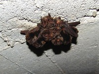 Barbastella barbastellus - Barbastrelle