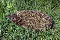 Erinaceus concolor - Eastern European Hedgehog