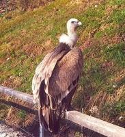 Image of: Gyps fulvus (Eurasian griffon)