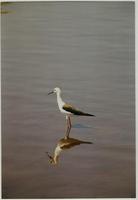 Image of: Himantopus himantopus (black-winged stilt)