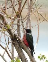 Image of: Melanerpes lewis (Lewis's woodpecker)