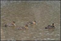 Image of: Nomonyx dominicus (masked duck)