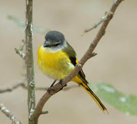 Image of: Pericrocotus solaris (grey-chinned minivet)