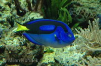 Paracanthurus hepatus - Blue Surgeonfish