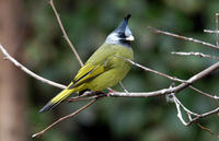 Image of: Spizixos canifrons (crested finchbill)