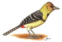 Image of: Trachyphonus darnaudii (D’Arnaud's barbet)