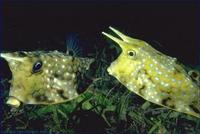 Image of: Lactoria cornuta (horned boxfish)
