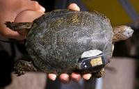 Image of: Clemmys marmorata (Pacific pond turtle)