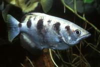 Toxotes jaculatrix - Banded Archerfish